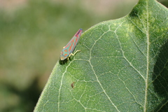 Graphocephala coccinea