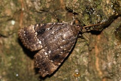Amphipyra pyramidea
