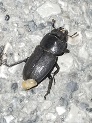 Dorcus parallelipipedus