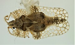 Corythucha ulmi