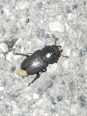 Dorcus parallelipipedus