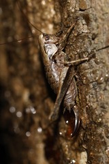 Pholidoptera griseoaptera