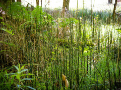 Equisetum hyemale