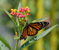 Danaus plexippus plexippus