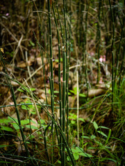 Equisetum hyemale