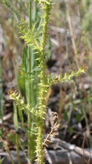 Carduus corymbosus