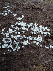 Ceratiomyxa fruticulosa