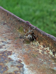 Araneus marmoreus