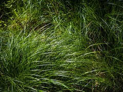 Carex stricta