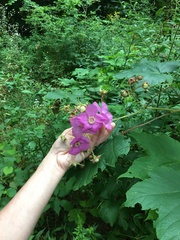 Rubus odoratus