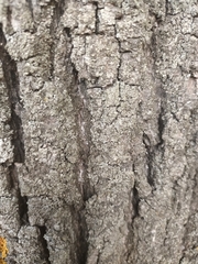 Hypocenomyce scalaris