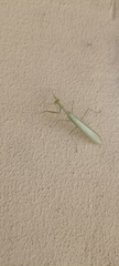 Miomantis caffra