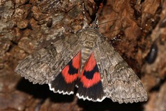 Catocala nupta