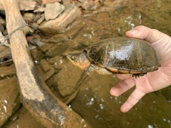 Sternotherus odoratus