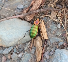 Carabus lineatus lateralis