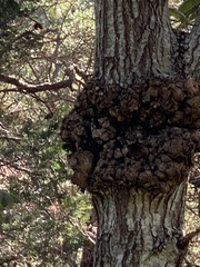 Agrobacterium radiobacter