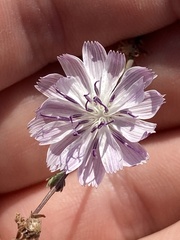 Stephanomeria
