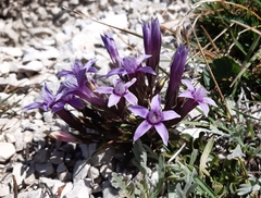 Gentianella anisodonta