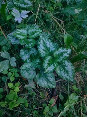 Lamium galeobdolon argentatum
