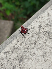 Lycorma delicatula