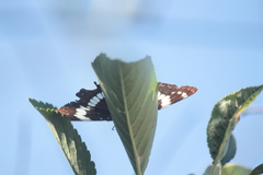 Limenitis arthemis rubrofasciata