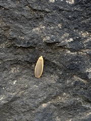Eilema griseola