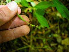 Carex platyphylla