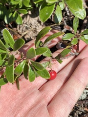 Arctostaphylos uva-ursi