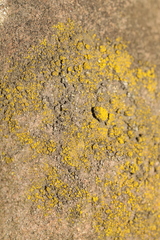 Chrysothrix candelaris