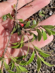 Arctostaphylos uva-ursi