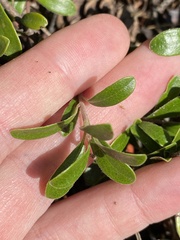 Arctostaphylos uva-ursi