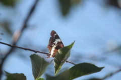 Limenitis arthemis rubrofasciata