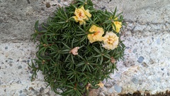 Portulaca grandiflora