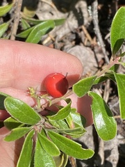 Arctostaphylos uva-ursi