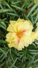 Portulaca grandiflora
