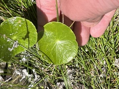 Hydrocotyle umbellata