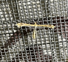 Pterophorinae