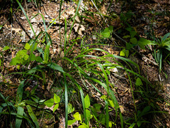 Oryzopsis asperifolia