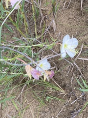 Oenothera nuttallii