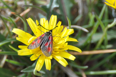 Zygaena exulans