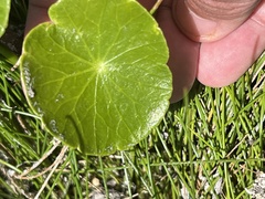 Hydrocotyle umbellata