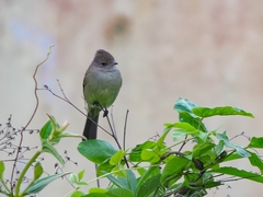 Elaenia flavogaster