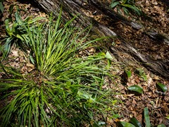 Carex virescens