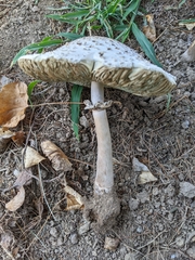 Chlorophyllum molybdites