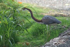 Egretta tricolor