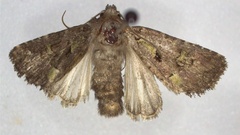 Lacinipolia renigera