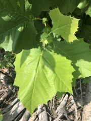 Platanus occidentalis