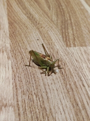 Tettigonia cantans