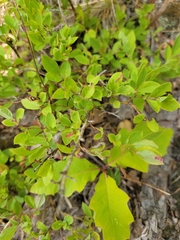 Vaccinium