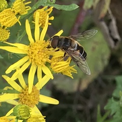 Eristalis pertinax